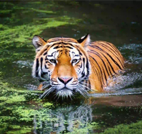 Sundarbans National Park